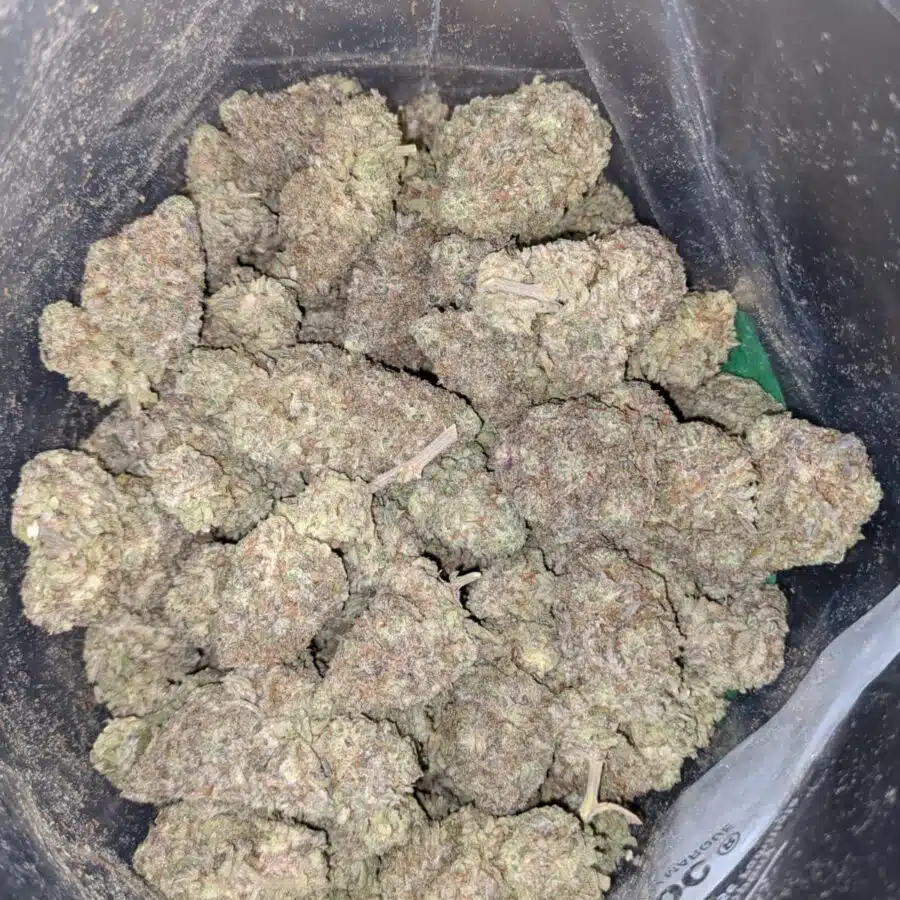 WHITE MONKEY COOKIES 4 I White Monkey Cookies