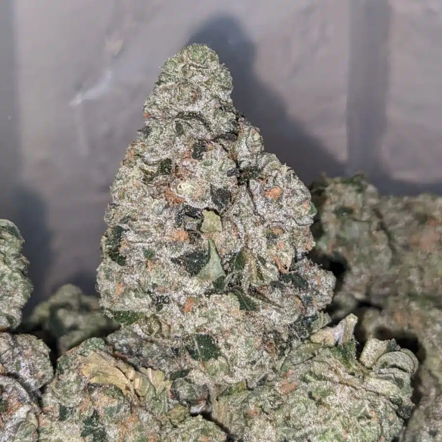 Zedd 2 I $71 Oz - Killer Queen