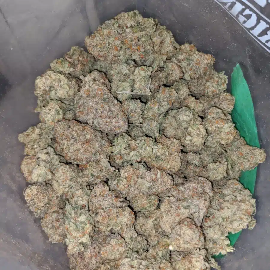 Crunch Berry - Image 7