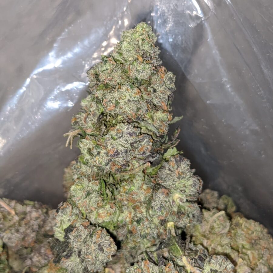 night nurse 3 I Night Nurse