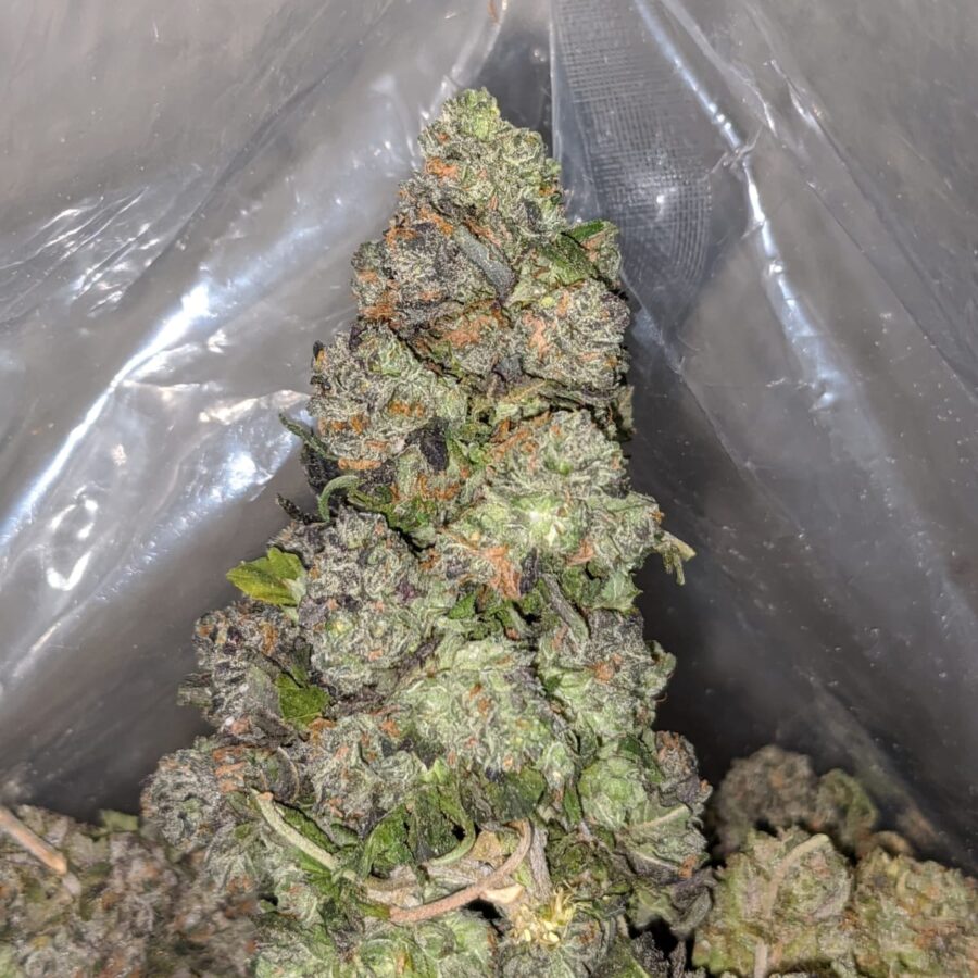 night nurse 4 I Night Nurse