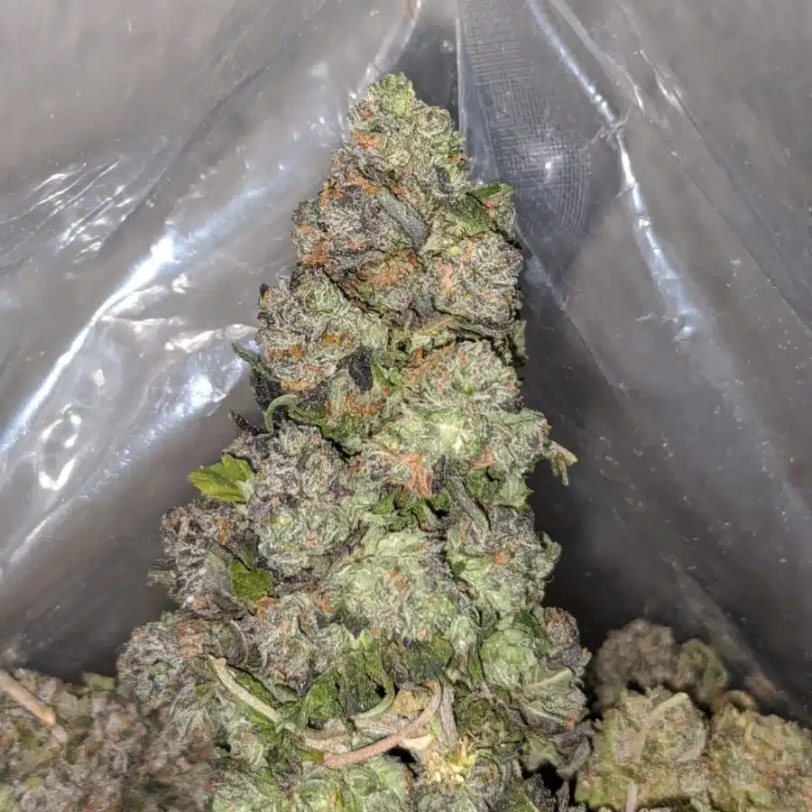 night nurse 4 I Night Nurse