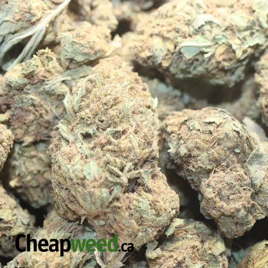 AA OG SKUNK 1 I AA+ OG Skunk