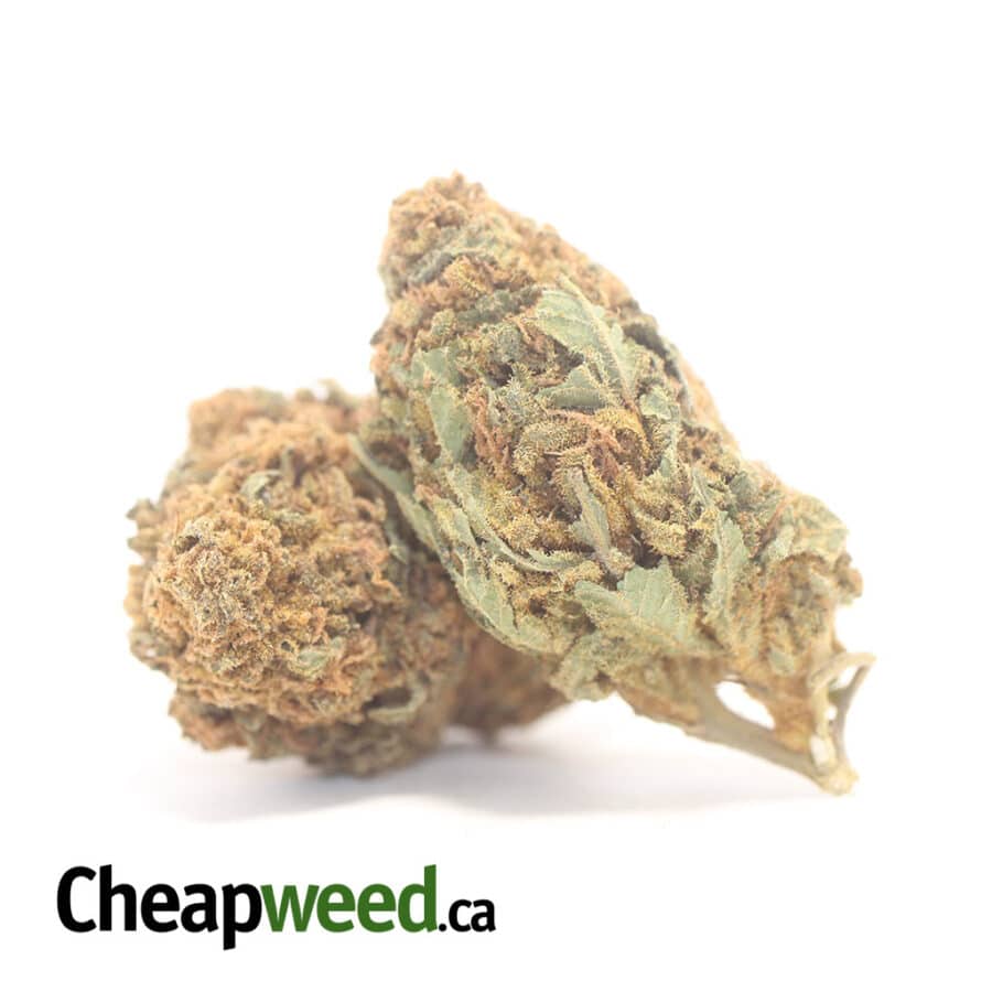 AA OG SKUNK 3 I AA+ OG Skunk