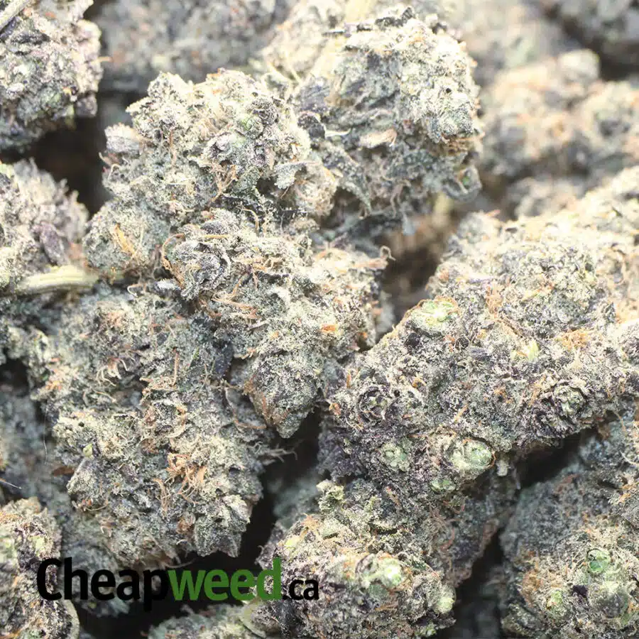 ACAI BERRY GELATO 1 I Acai Berry Gelato