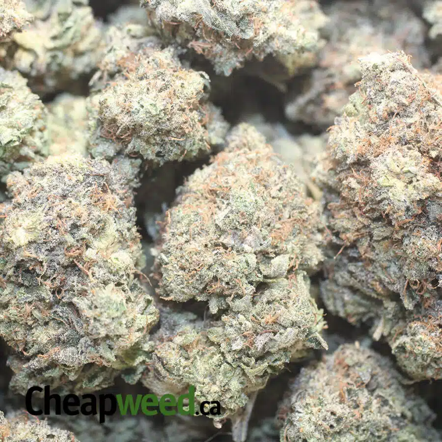 DARK STAR PINK 1 I Dark Star Pink