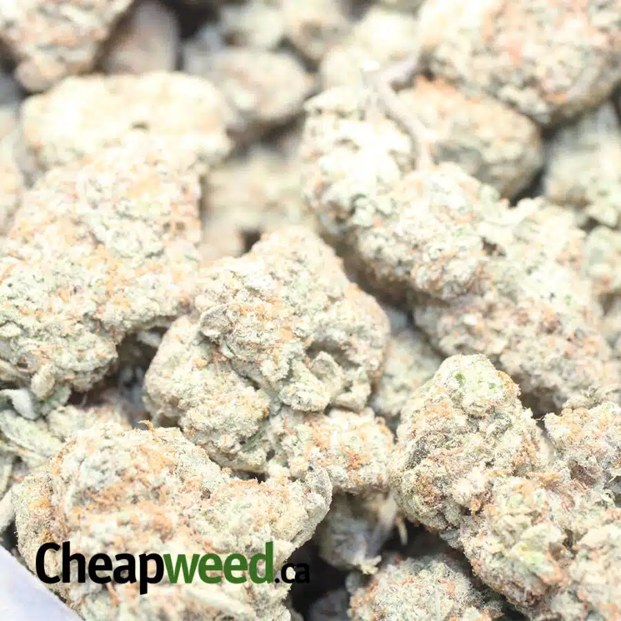 DIESEL COOKIES 1 I Diesel Cookies