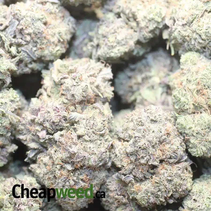 GRAPE BBGUM 1 I Grape Bubblegum
