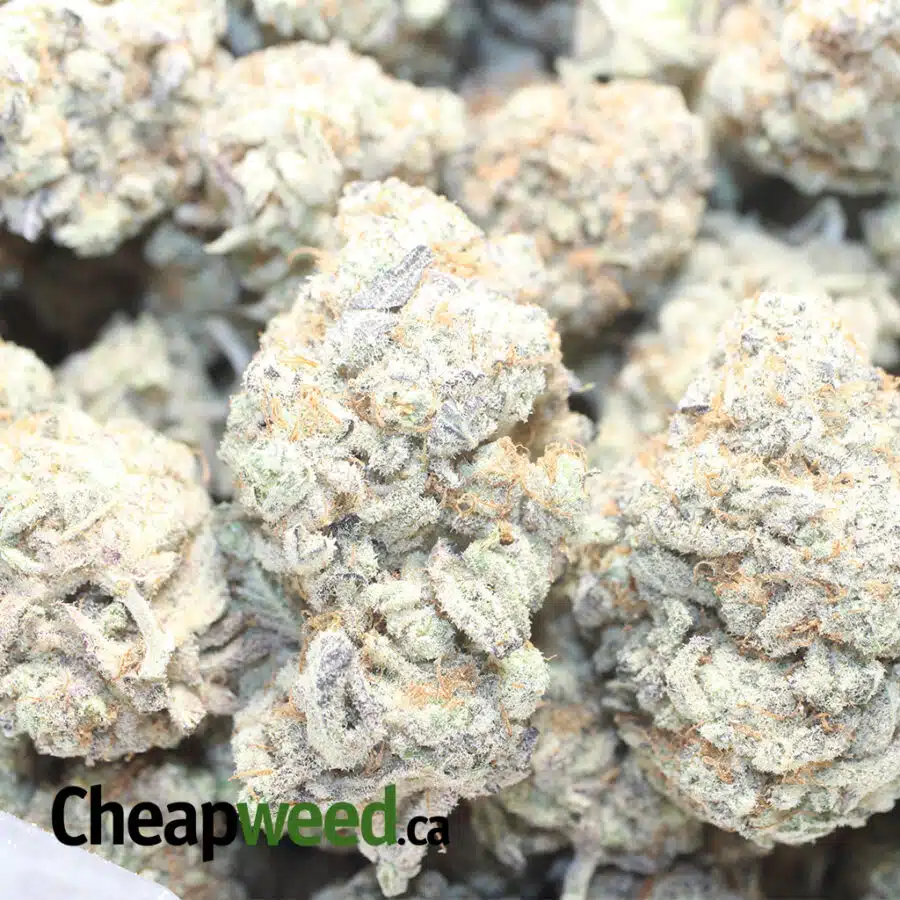SB SHERBERT 1 I Strawberry Sherbert