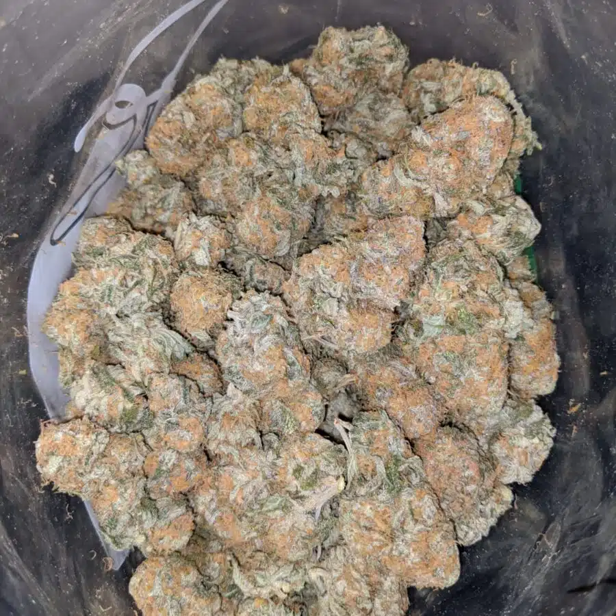SUNDAE DRIVER 3 I $63 Oz - Sundae Driver