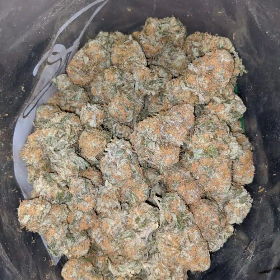 SUNDAE DRIVER 4 I $63 Oz - Sundae Driver