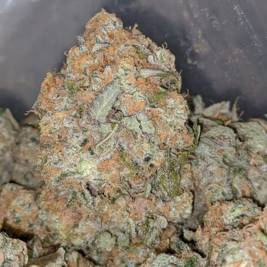 $69 Oz - 3 Kings