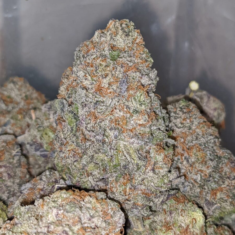 WhatsApp Image 2023 02 09 at 3.03.34 PM I Grape Stomper