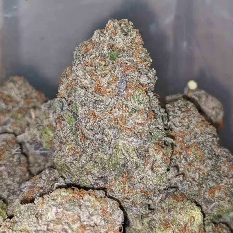 Alternative view of Grape Stomper
