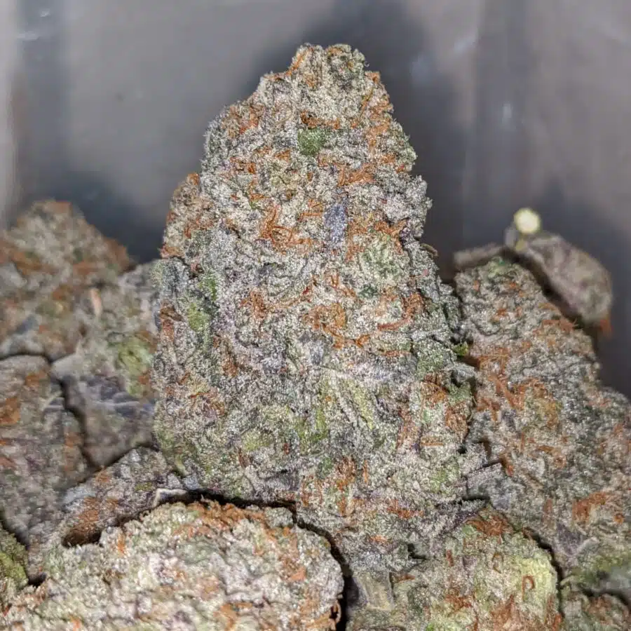 Grape Stomper