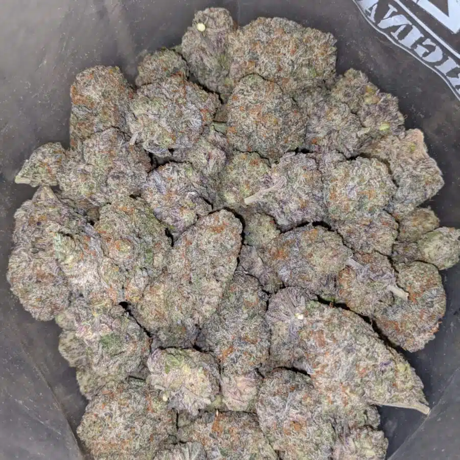 WhatsApp Image 2023 02 09 at 3.03.36 PM 1 I Grape Stomper