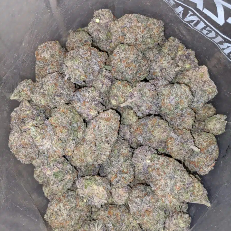 WhatsApp Image 2023 02 09 at 3.03.36 PM I Grape Stomper