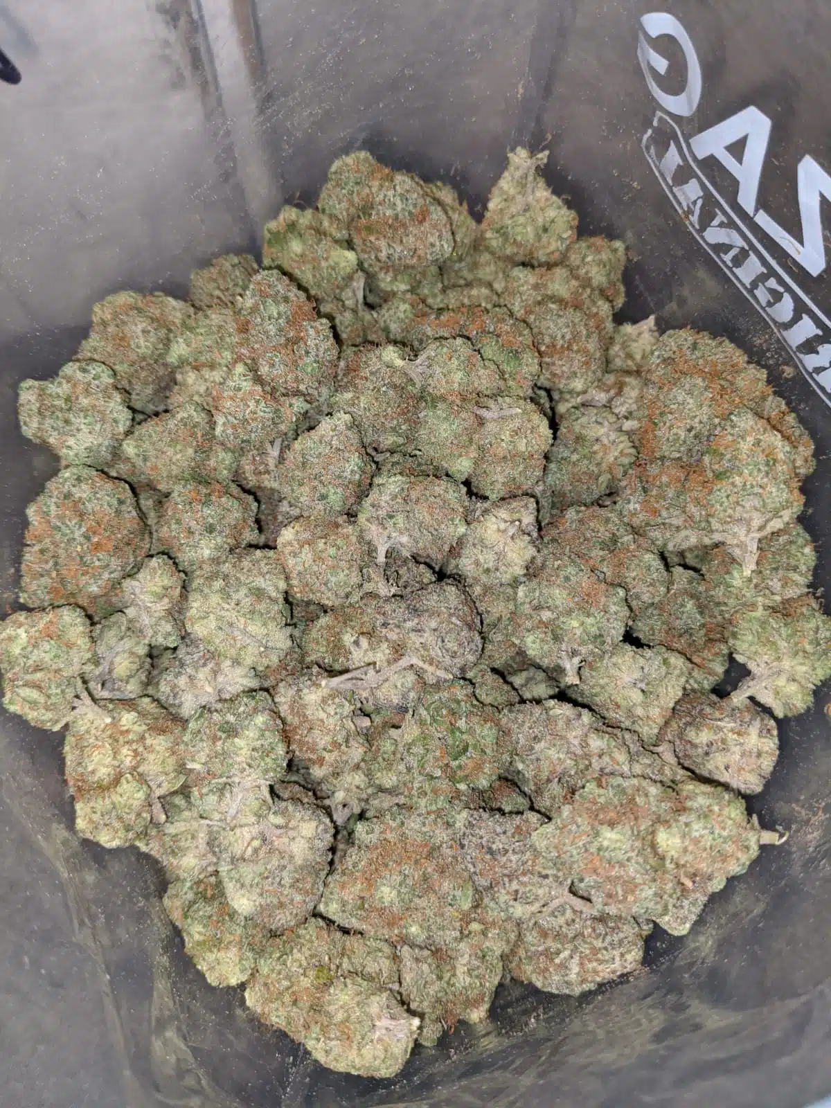 Zeus Og - Image 3
