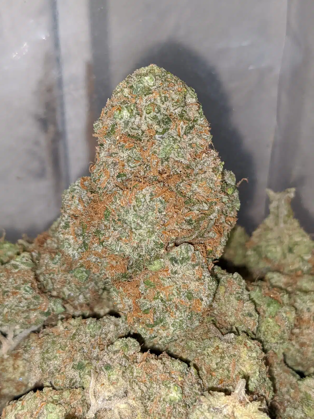 Zeus Og - Image 4
