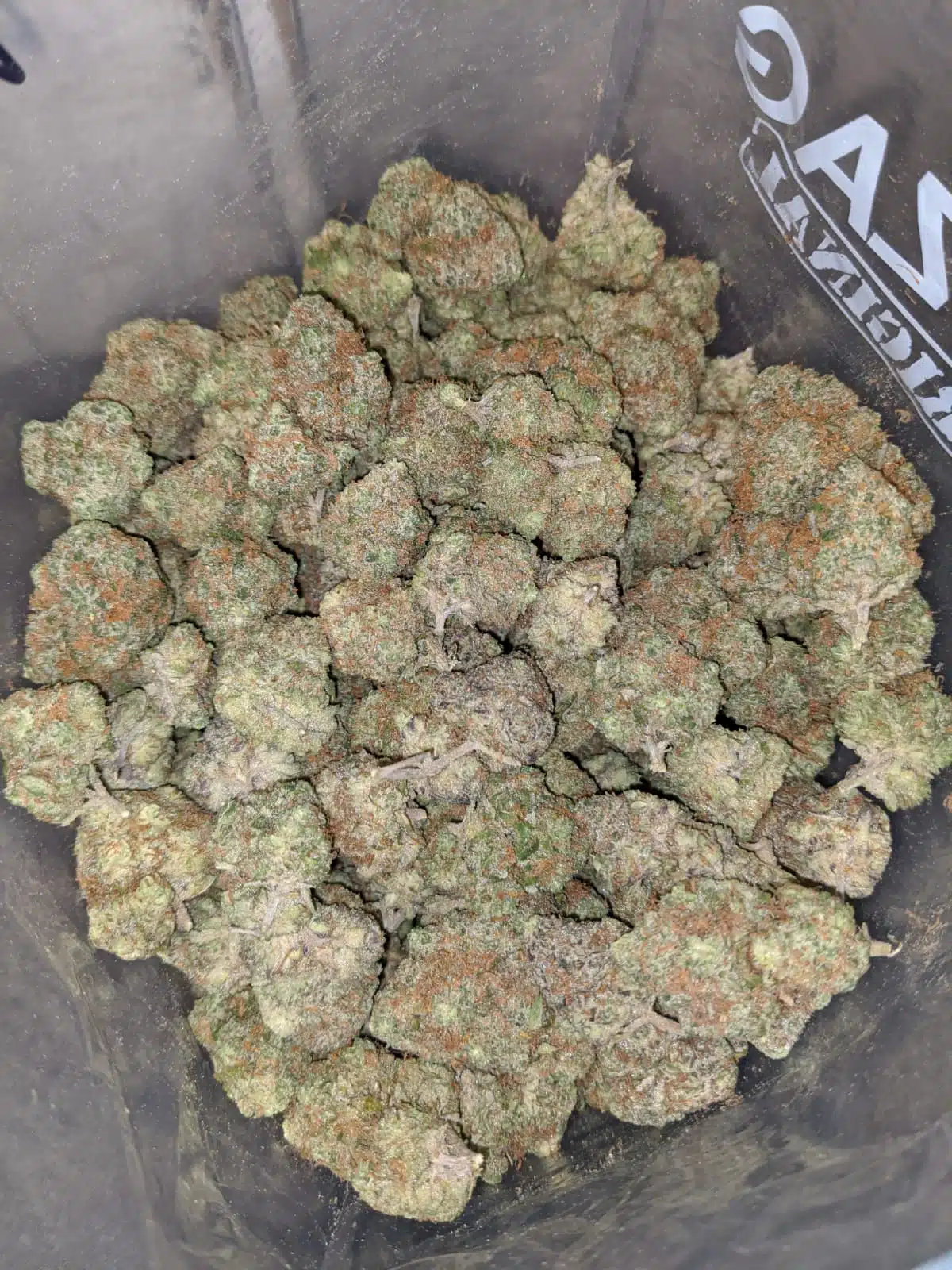 Zeus Og - Image 5