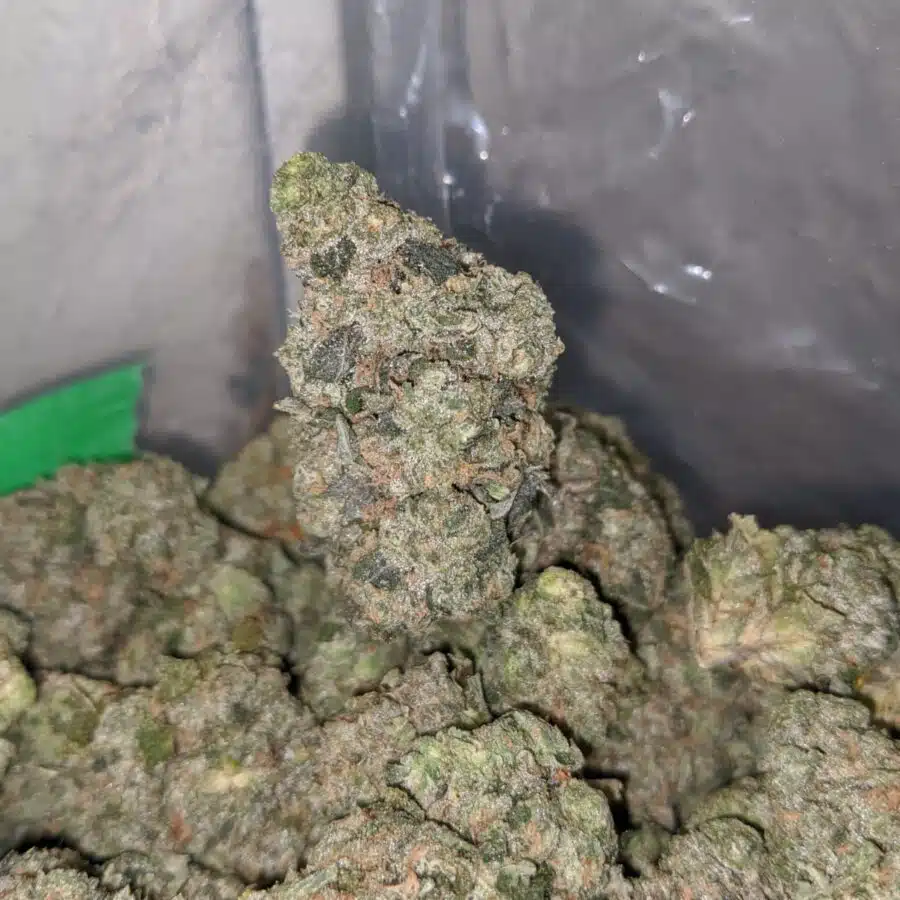 WhatsApp Image 2023 04 09 at 2.07.17 PM 2 I $67 Oz - Georgia Pie