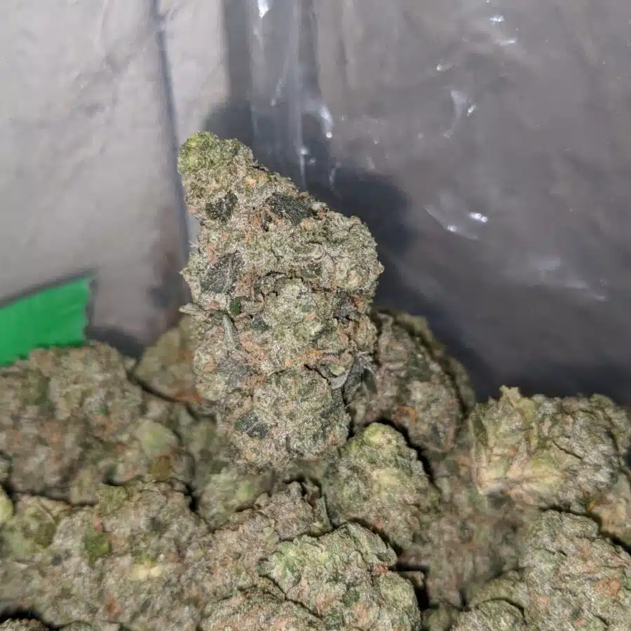 WhatsApp Image 2023 04 09 at 2.07.17 PM 3 I $67 Oz - Georgia Pie