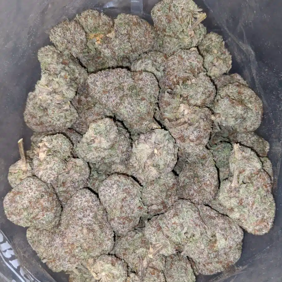 gods gift 3 I God's Gift