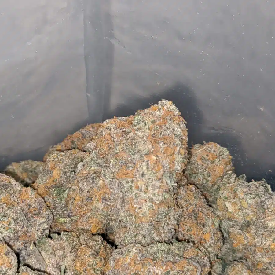 platinum girl scout cookies 3 I Platinum Girl Scout Cookies