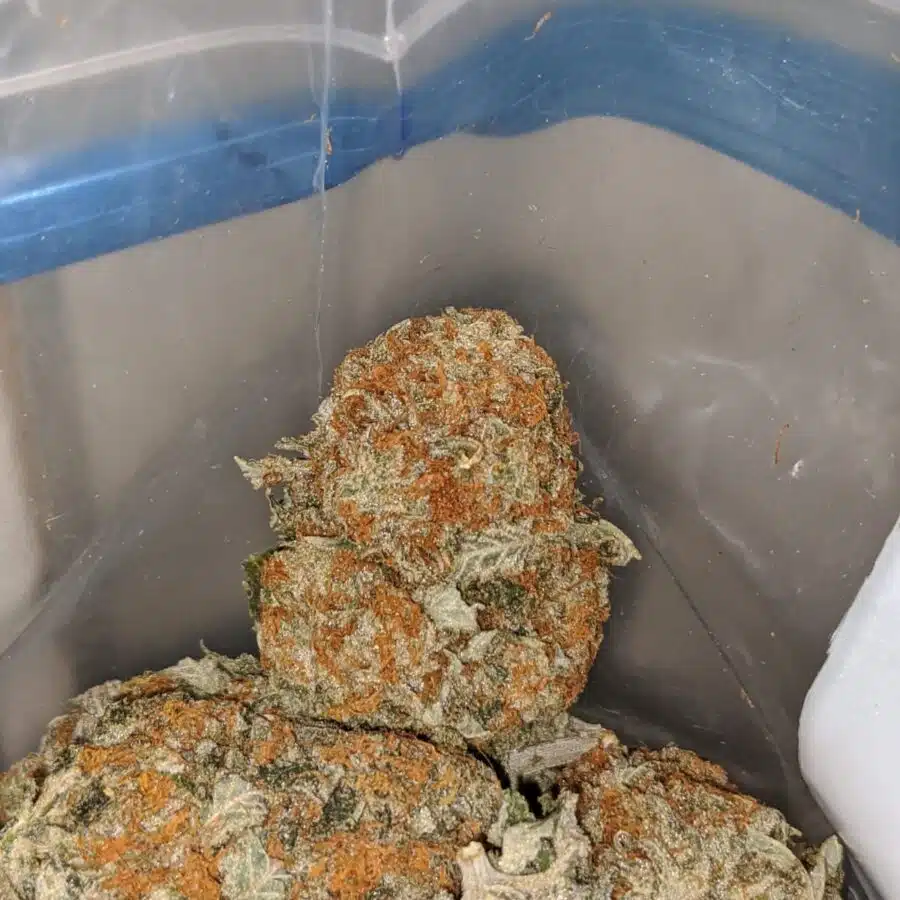 quantum kush 6 I Quantum Kush