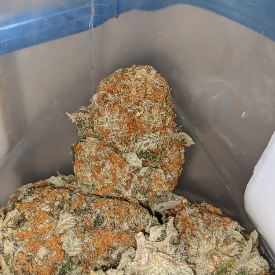 quantum kush 7 I Quantum Kush