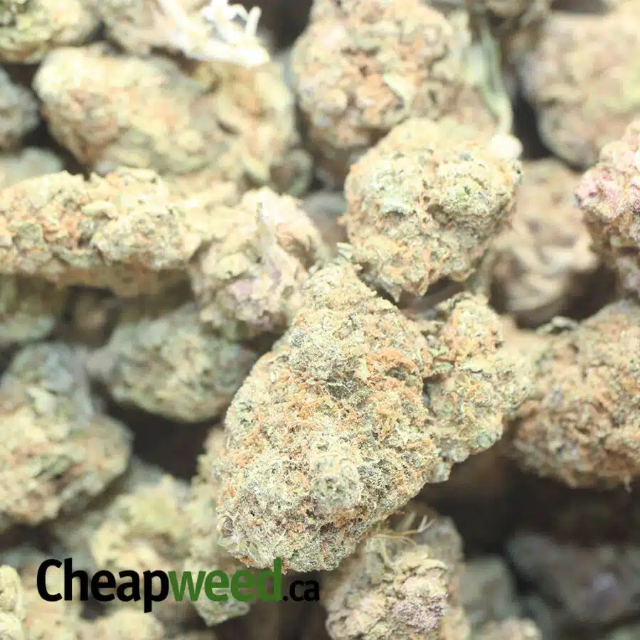 AA WIDOW HAZE 1 I Widow Haze