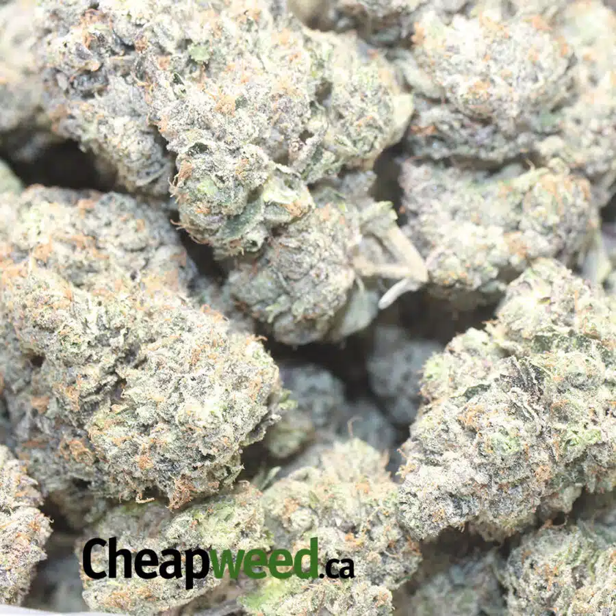 BLACK GASS 1 I Black Gas 29.23% THC