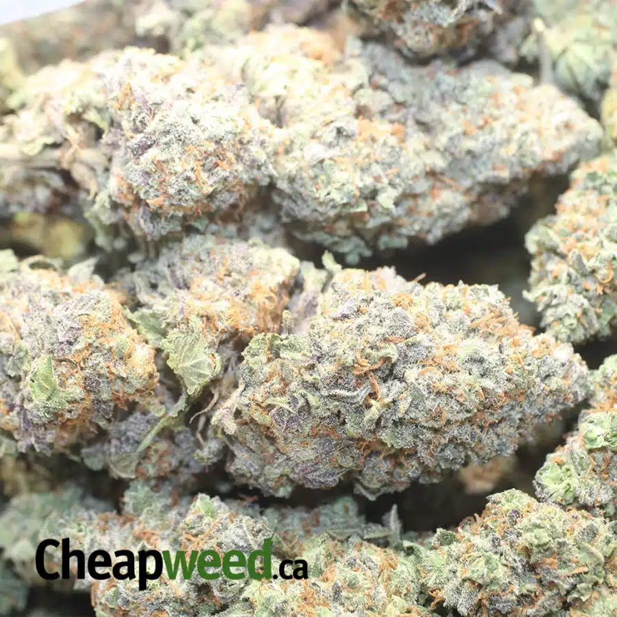 BLACKBERRY COUGH 1 I Blackberry Cough