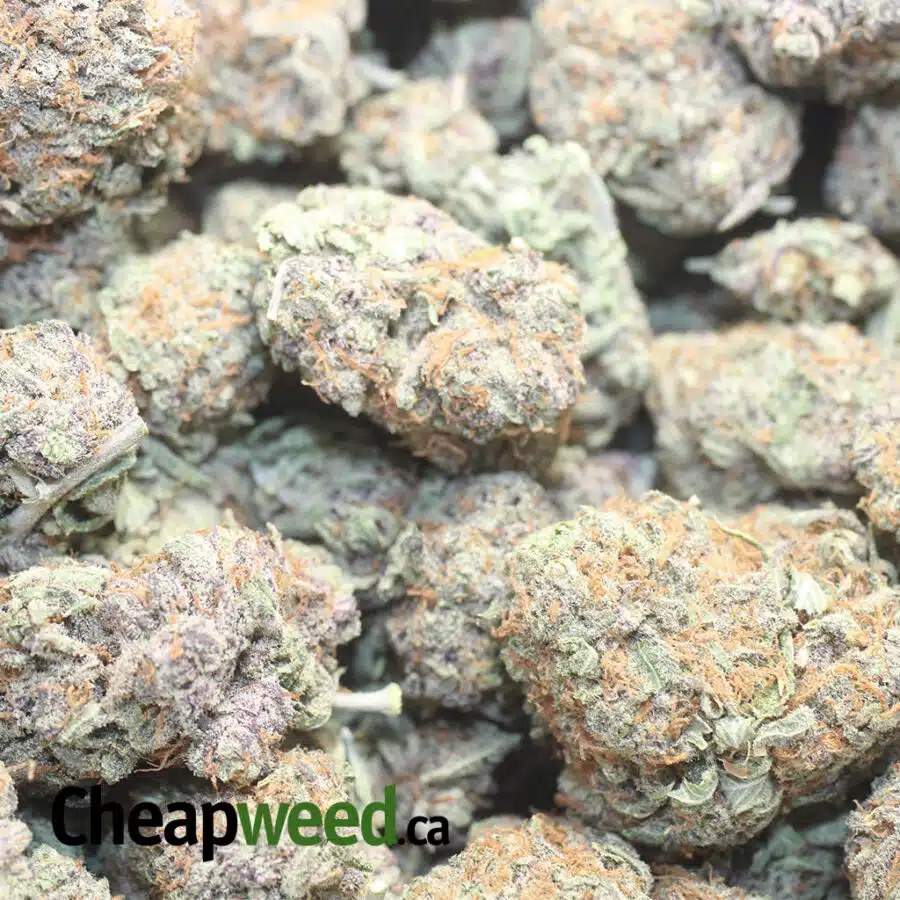 BLUEBERRY DIESEL 1 I Blueberry Diesel
