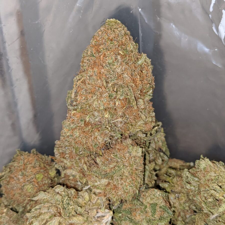 BUBBLEGUM KUSH 4 I Bubblegum Kush
