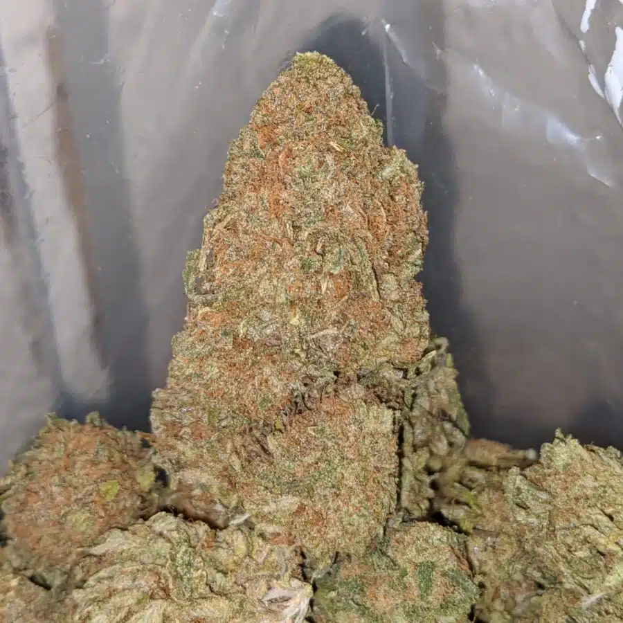 BUBBLEGUM KUSH 4 I Bubblegum Kush