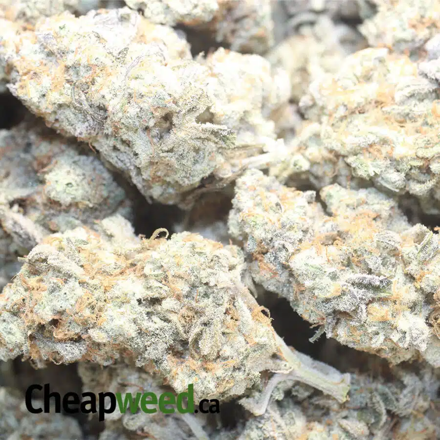 COCOMELON 1 I $64 Oz - Cocomelon