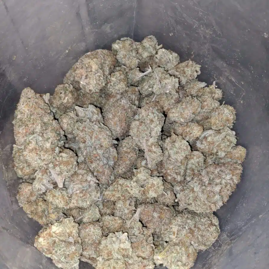 Dolato 3 I Dolato