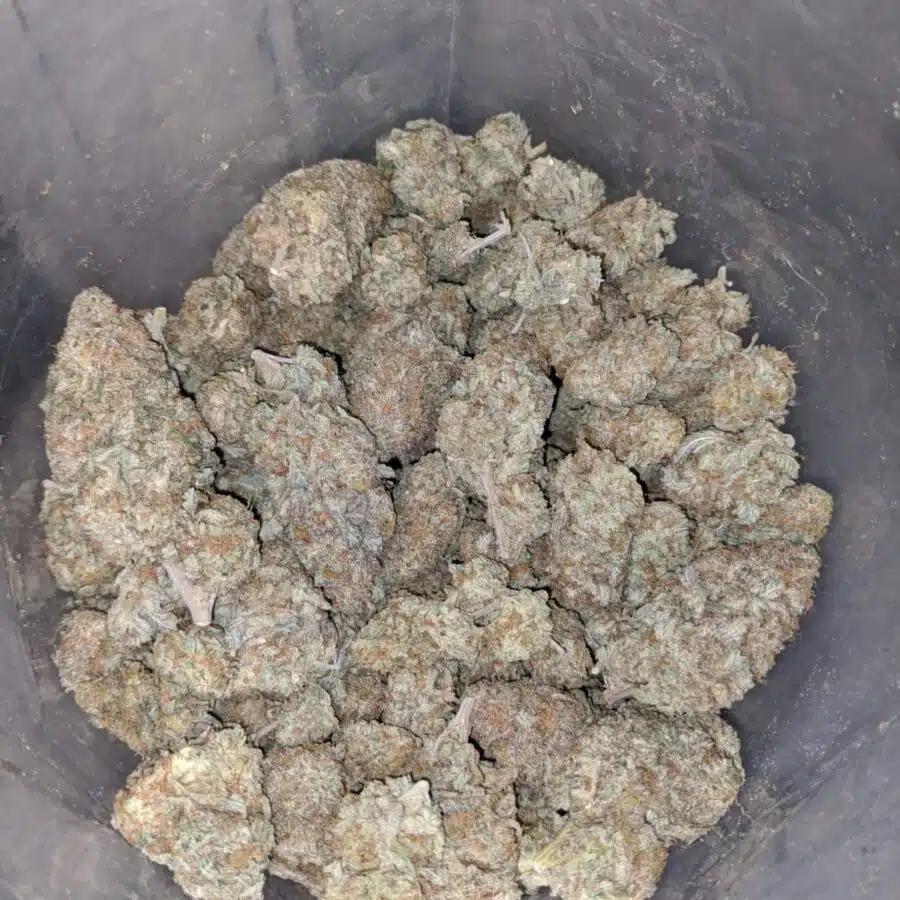 Dolato