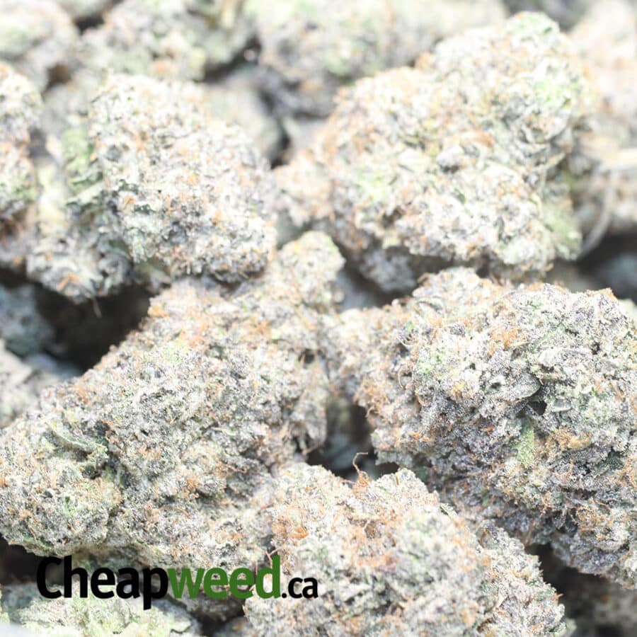 PINK KUSH AAAA 1 I Pink Kush AAAA