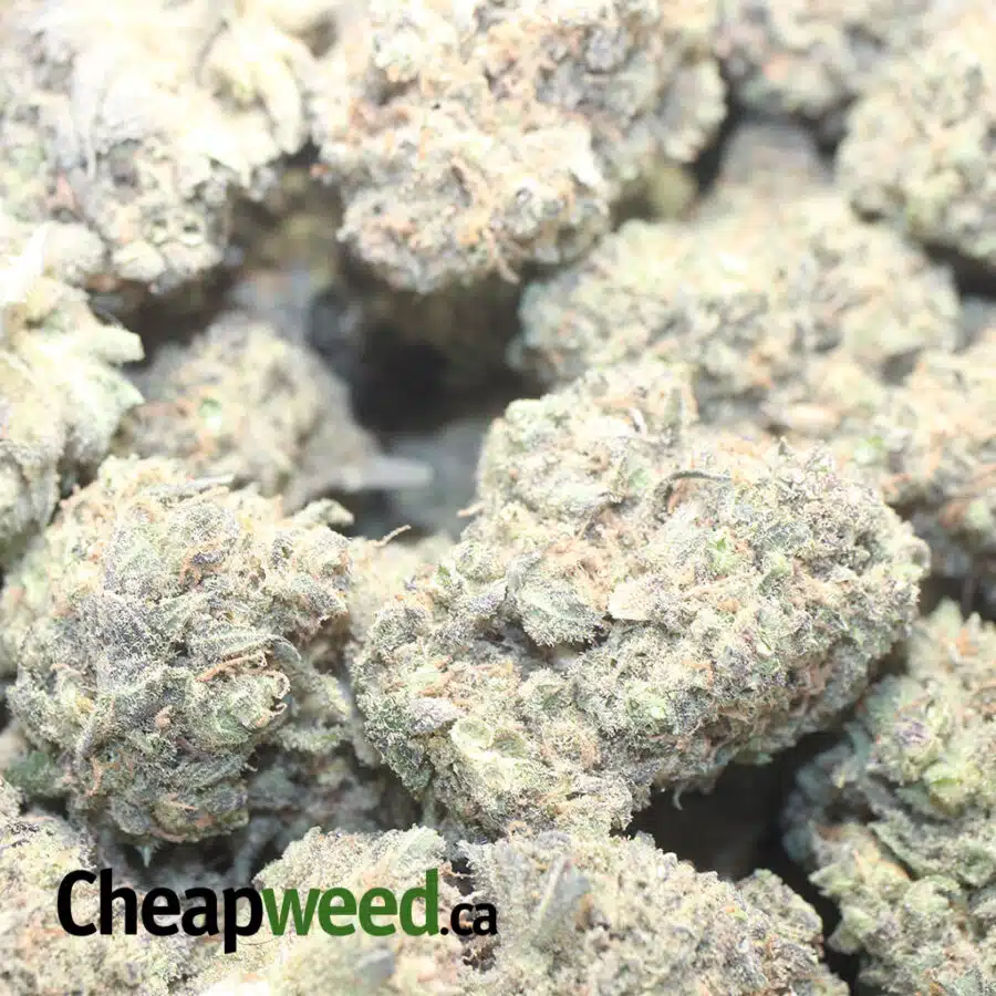 PURPLE KANDY KUSH 1 I Purple Kandy Kush