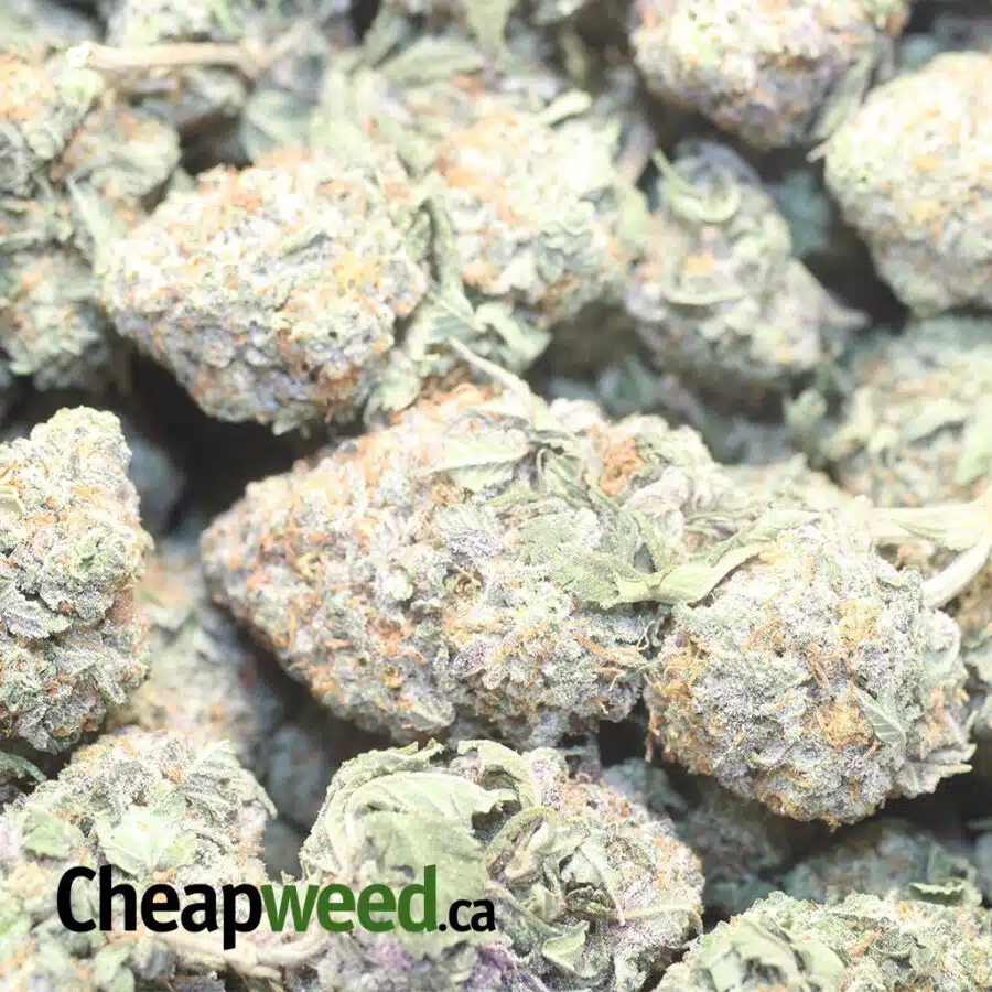 SEATTLE COUGH 1 I $69 Oz - Seattle Cough