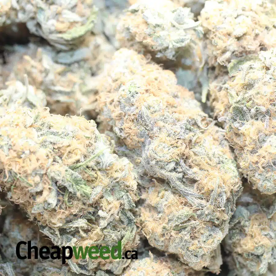 SUNDAE DRIVER 1 I $63 Oz - Sundae Driver
