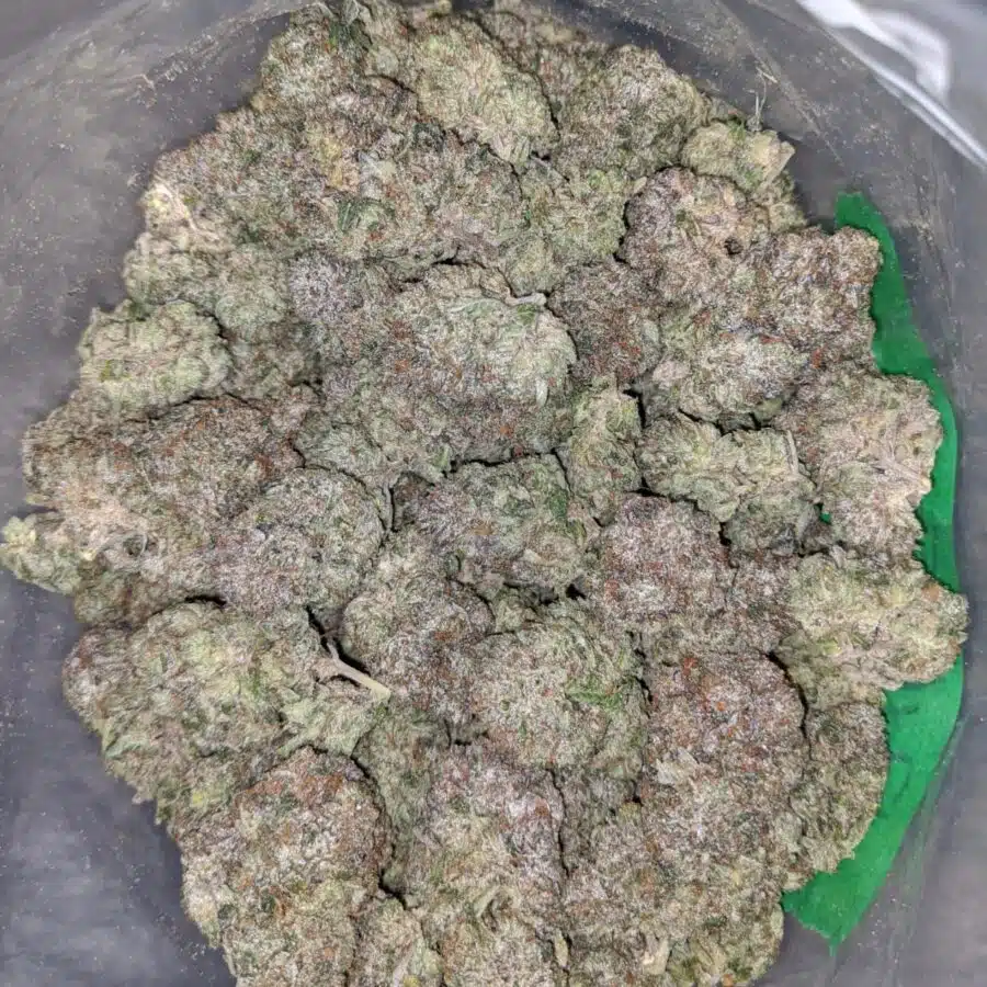 grizzly pink 1 I Grizzly Pink