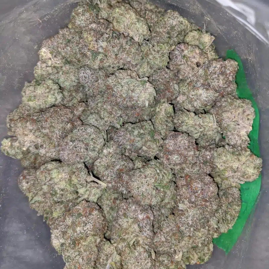 grizzly pink 2 I Grizzly Pink