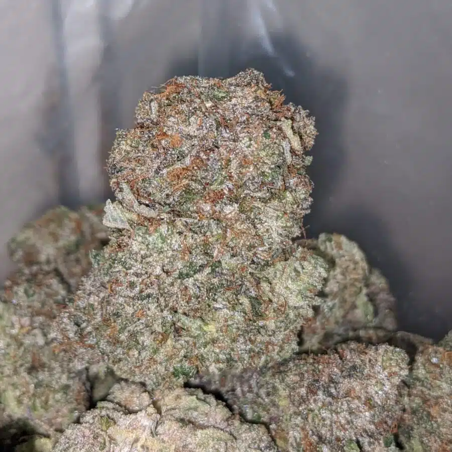 grizzly pink 3 I Grizzly Pink