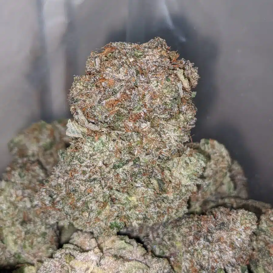 grizzly pink 4 I Grizzly Pink