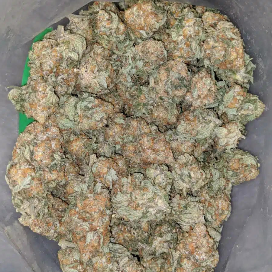 king kush 1 I $72 Oz - Kings Kush