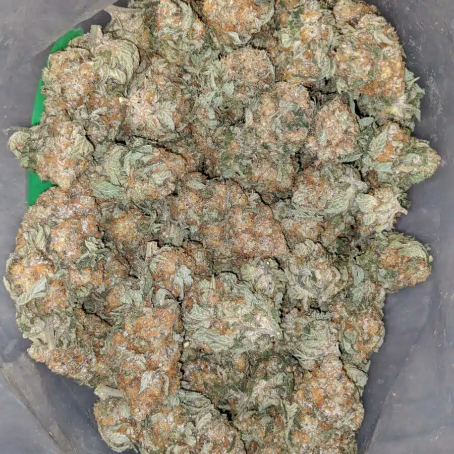 king kush 2 I $72 Oz - Kings Kush