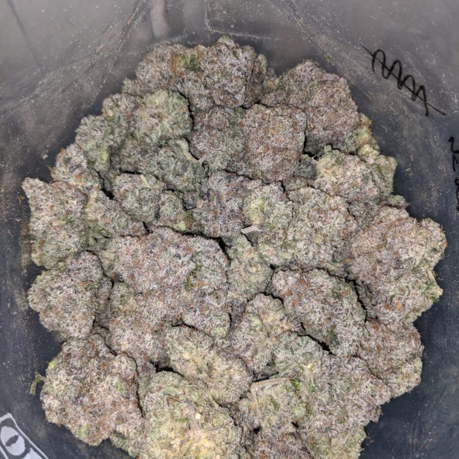pink kush aaaa 3 I Pink Kush AAAA